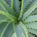 Aloe Vera Skin Care