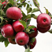 Apple Fruit Skin Care