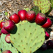 Prickly Pear Skin Care