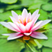Water Lily Extracts Skin Care