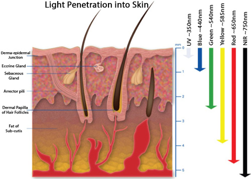 Light Penetration into Skin